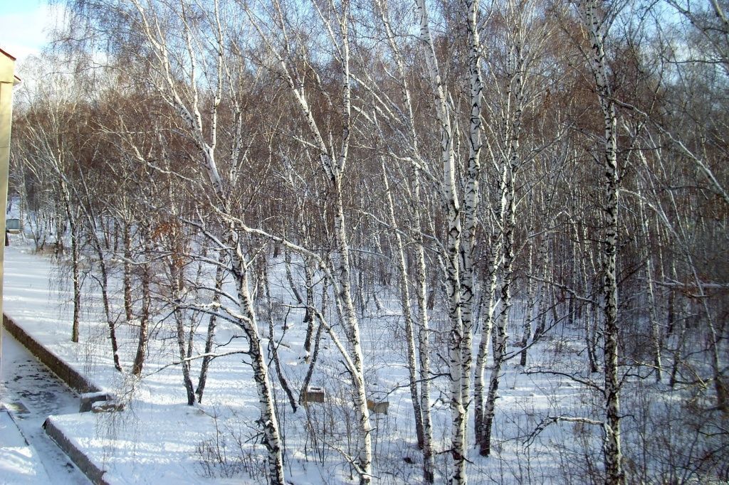 золотая роща 4.JPG